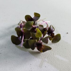 Sprig of purple basil
